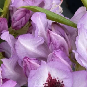 Light Blue Rhododendron Plant Live, Azalea Plants, Rhododendron Azalea Bushes Ready To Plant, Full Sun Outdoor Plants