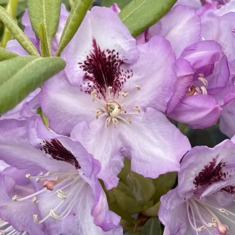 Light Blue Rhododendron Plant Live, Azalea Plants, Rhododendron Azalea Bushes Ready To Plant, Full Sun Outdoor Plants