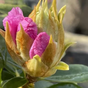 Pink Reddish Rhododendron Plant Live, Azalea Plants, Rhododendron Azalea Bushes Ready To Plant, Full Sun Outdoor Plants