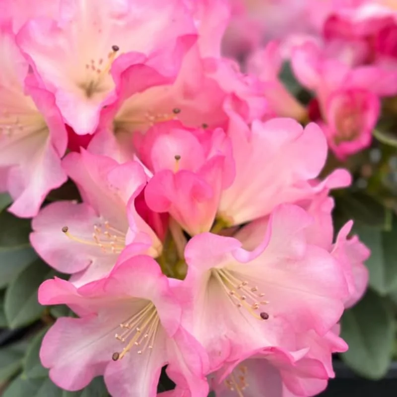 Pink Yellow Rhododendron Plant Live, Azalea Plants, Rhododendron Azalea Bushes Ready To Plant, Full Sun Outdoor Plants
