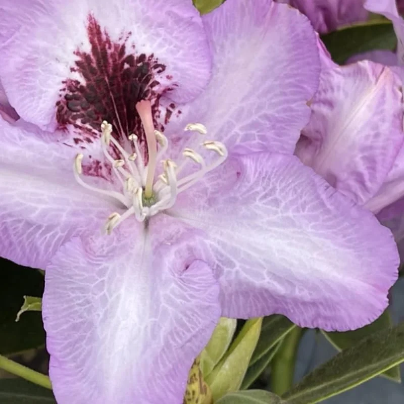 Light Blue Rhododendron Plant Live, Azalea Plants, Rhododendron Azalea Bushes Ready To Plant, Full Sun Outdoor Plants