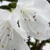 White Rhododendron Plant Live, Azalea Plants, Rhododendron Azalea Bushes Ready To Plant, Live Shrubs for Outdoor Planting