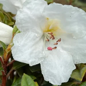 Pink Fragrant Rhododendron Plant Live, Azalea Plants, Rhododendron Azalea Bushes Ready To Plant, Live Shrubs for Outdoor Planting