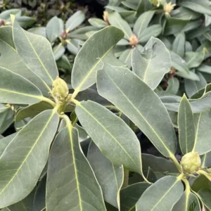 Light Pink Blossoms Rhododendron Plant Live, Azalea Plants, Rhododendron Azalea Bushes Ready To Plant, Live Shrubs for Outdoor Planting