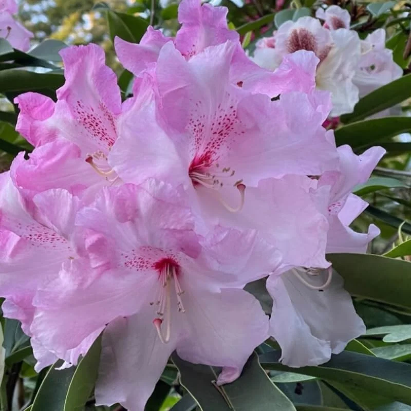 Light Pink Blossoms Rhododendron Plant Live, Azalea Plants, Rhododendron Azalea Bushes Ready To Plant, Live Shrubs for Outdoor Planting