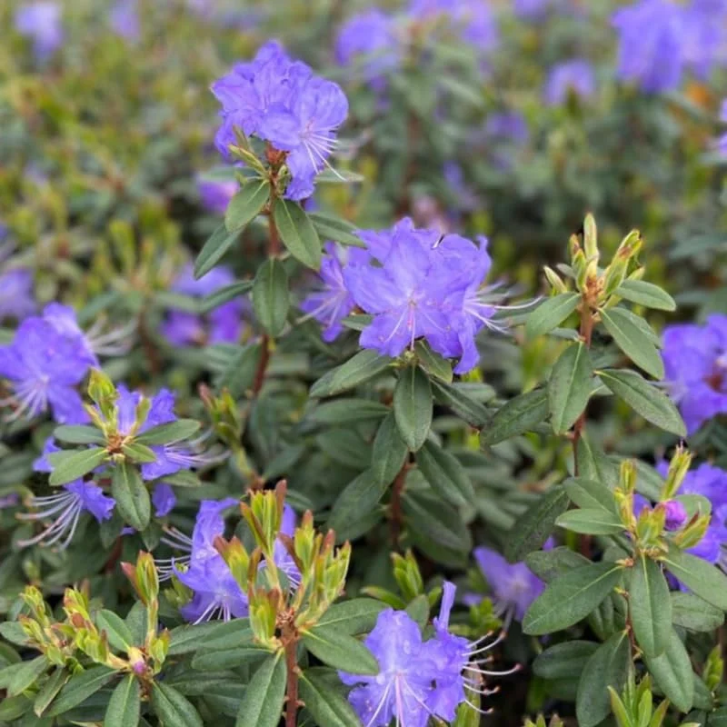Upright Blue Rhododendron Plant Live, Azalea Plants, Rhododendron Azalea Bushes Ready To Plant, Live Shrubs for Outdoor Planting