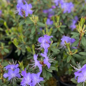 Upright Blue Rhododendron Plant Live, Azalea Plants, Rhododendron Azalea Bushes Ready To Plant, Live Shrubs for Outdoor Planting