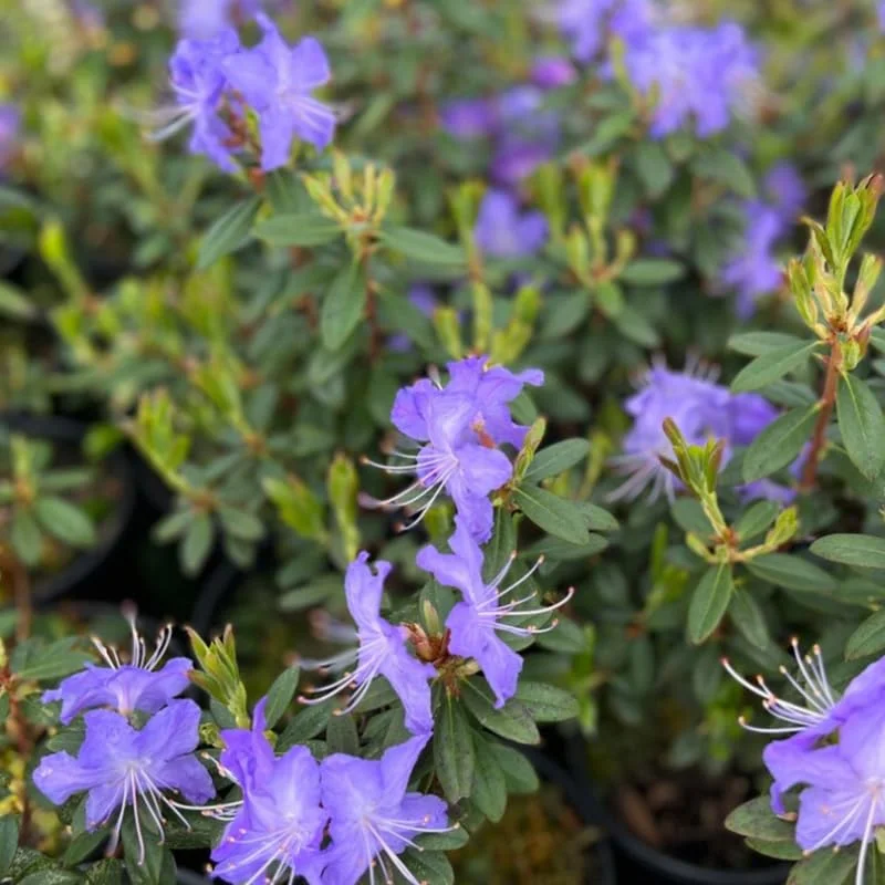 Upright Blue Rhododendron Plant Live, Azalea Plants, Rhododendron Azalea Bushes Ready To Plant, Live Shrubs for Outdoor Planting