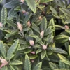 Orange Rhododendron Plant Live, Azalea Plants, Rhododendron Azalea Bushes Ready To Plant, Live Shrubs for Outdoor Planting