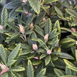 Orange Rhododendron Plant Live, Azalea Plants, Rhododendron Azalea Bushes Ready To Plant, Live Shrubs for Outdoor Planting