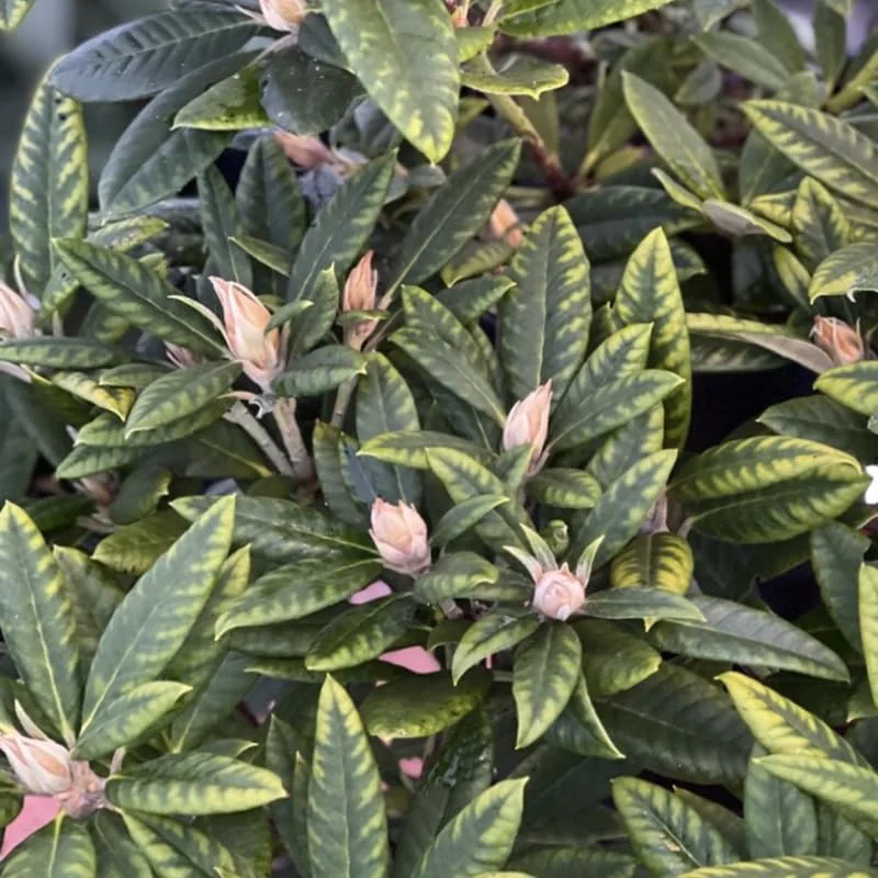 Orange Rhododendron Plant Live, Azalea Plants, Rhododendron Azalea Bushes Ready To Plant, Live Shrubs for Outdoor Planting