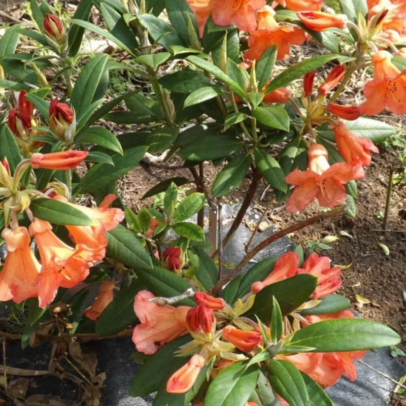 Orange Rhododendron Plant Live, Azalea Plants, Rhododendron Azalea Bushes Ready To Plant, Live Shrubs for Outdoor Planting