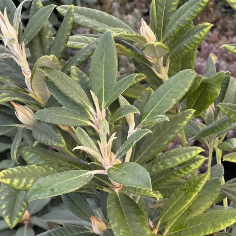 Orange Rhododendron Plant Live, Azalea Plants, Rhododendron Azalea Bushes Ready To Plant, Live Shrubs for Outdoor Planting