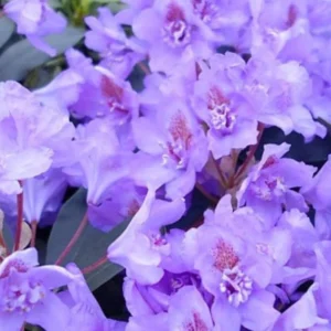 Purple Blue Rhododendron Live Plant Shrubs for Outdoor Planting, Azalea Bushes Ready To Plant, Fragrant Rhododendron Plant Live