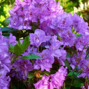Purple Blue Rhododendron Live Plant Shrubs for Outdoor Planting, Azalea Bushes Ready To Plant, Fragrant Rhododendron Plant Live