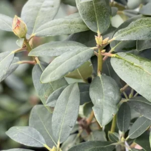 Purple Blue Rhododendron Live Plant Shrubs for Outdoor Planting, Azalea Bushes Ready To Plant, Fragrant Rhododendron Plant Live