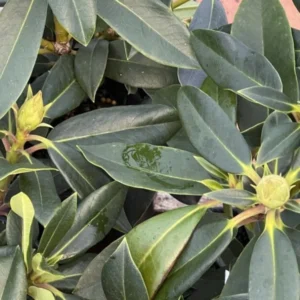 Pink Rhododendron Live Plant Shrubs for Outdoor Planting, Azalea Bushes Ready To Plant, Fragrant Rhododendron Plant Live