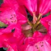Large Red Flower Rhododendron Live Plant Shrubs for Outdoor Planting, Azalea Bushes Ready To Plant, Fragrant Rhododendron Plant Live