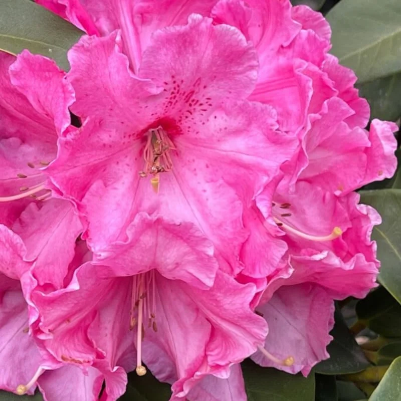 Dwarf Deep Reddish-Pink Rhododendron Live Plant Shrubs for Outdoor Planting, Azalea Bushes Ready To Plant, Fragrant Rhododendron Plant Live
