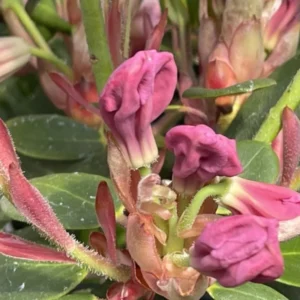 Very Light Pink Rhododendron Live Plant Shrubs for Outdoor Planting, Azalea Bushes Ready To Plant, Fragrant Rhododendron Plant Live