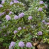 Lavender Color Rhododendron Live Plant Shrubs for Outdoor Planting, Azalea Bushes Ready To Plant, Fragrant Rhododendron Plant Live