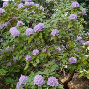 Lavender Color Rhododendron Live Plant Shrubs for Outdoor Planting, Azalea Bushes Ready To Plant, Fragrant Rhododendron Plant Live
