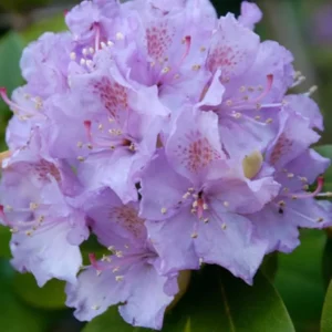Lavender Color Rhododendron Live Plant Shrubs for Outdoor Planting, Azalea Bushes Ready To Plant, Fragrant Rhododendron Plant Live