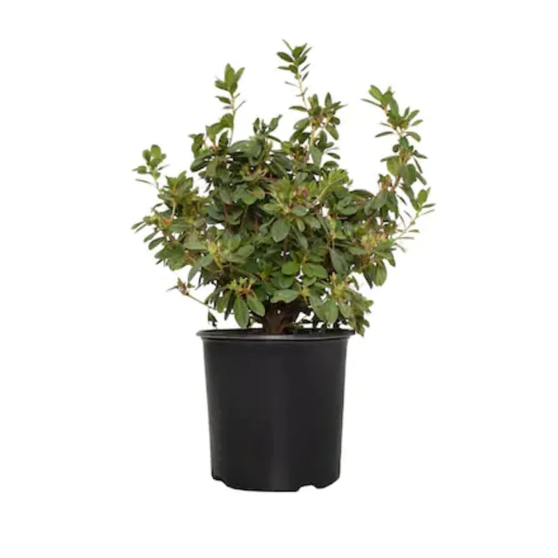 1-2Yrs Old Rhododendron Plants Live In Pot, Rhododendron Azale Bush Shrub Tree Plant, Yellow