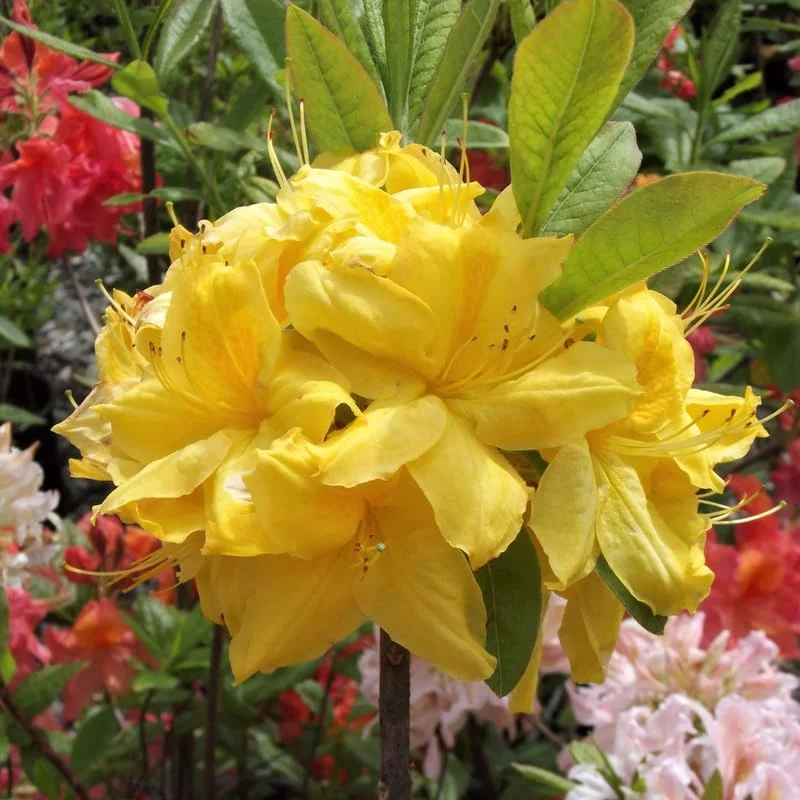 1-2Yrs Old Rhododendron Plants Live In Pot, Rhododendron Azale Bush Shrub Tree Plant, Yellow