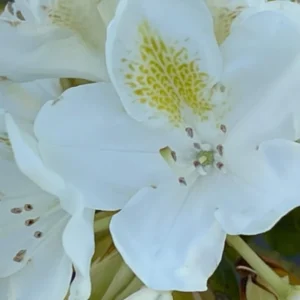 1-2Yrs Old Rhododendron Plants Live In Pot, Rhododendron Azale Bush Shrub Tree Plant, White