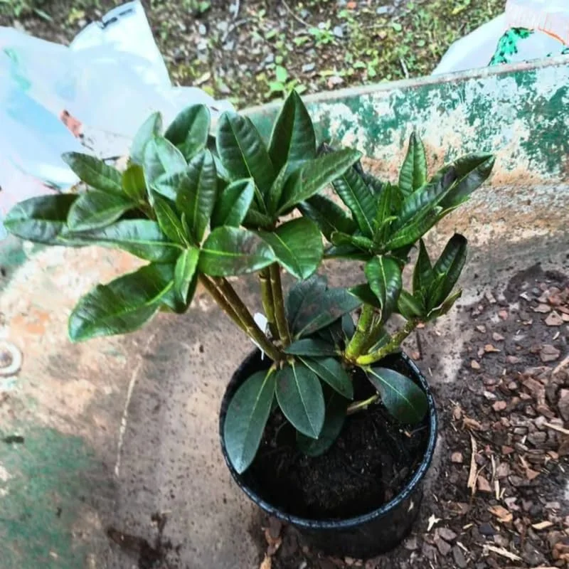 1-2Yrs Old Rhododendron Plants Live In Pot, Rhododendron Azale Bush Shrub Tree Plant, Yellow