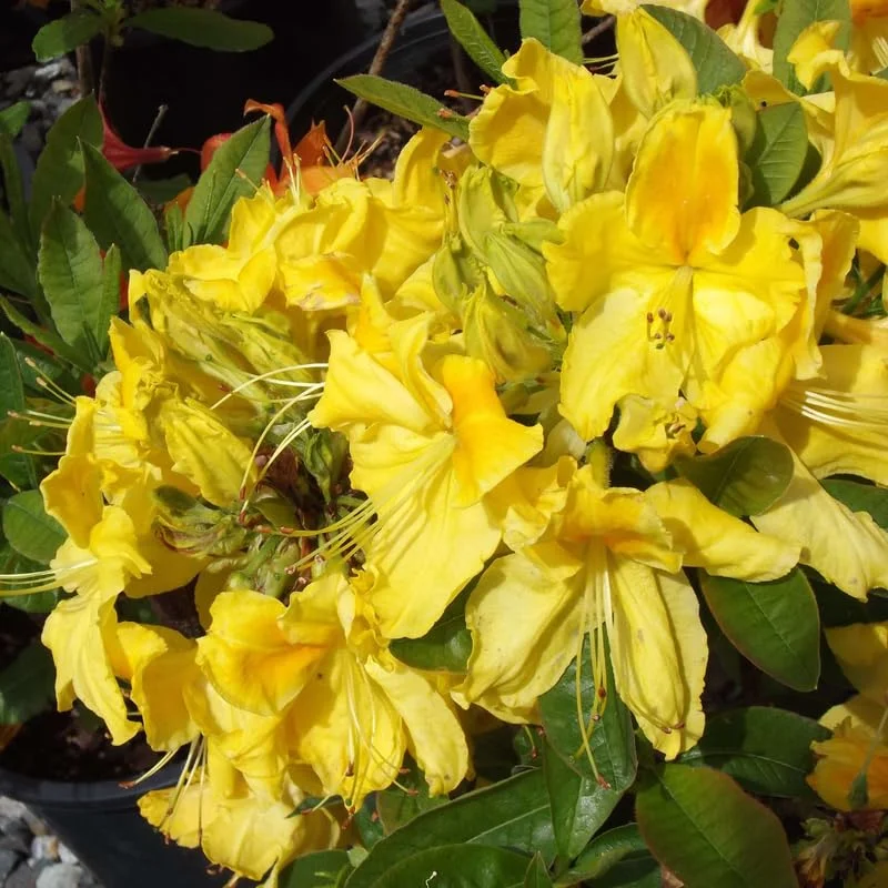 1-2Yrs Old Rhododendron Plants Live In Pot, Rhododendron Azale Bush Shrub Tree Plant, Yellow
