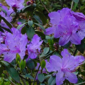 1-2Yrs Old Rhododendron Plants Live In Pot, Rhododendron Azale Bush Shrub Tree Plant, Blue Bronze