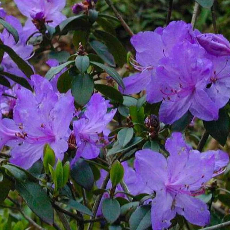 1-2Yrs Old Rhododendron Plants Live In Pot, Rhododendron Azale Bush Shrub Tree Plant, Blue Bronze
