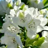 1-2Yrs Old Rhododendron Plants Live In Pot, Rhododendron Azale Bush Shrub Tree Plant, White