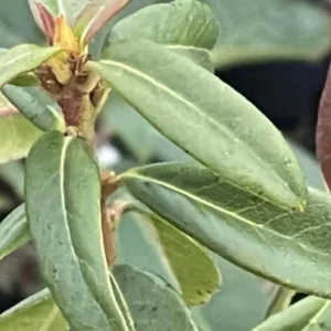 1-2Yrs Old Rhododendron Plants Live In Pot, Rhododendron Azale Bush Shrub Tree Plant, Blue Bronze