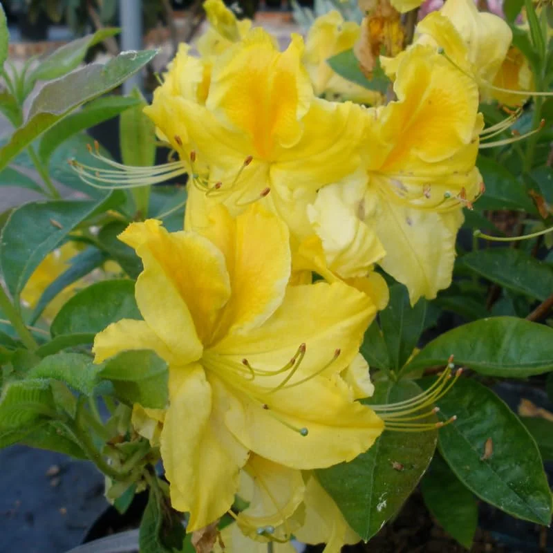 1-2Yrs Old Rhododendron Plants Live In Pot, Rhododendron Azale Bush Shrub Tree Plant, Yellow