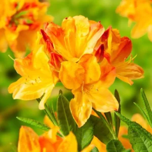 1-2Yrs Old Rhododendron Plants Live In Pot, Rhododendron Azale Bush Shrub Tree Plant, Vibrant Orange