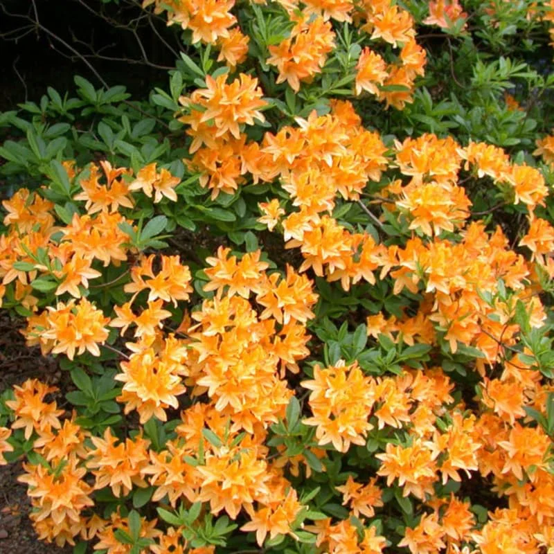 1-2Yrs Old Rhododendron Plants Live In Pot, Rhododendron Azale Bush Shrub Tree Plant, Vibrant Orange
