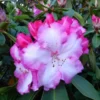 1-2Yrs Old Rhododendron Plants Live In Pot, Rhododendron Azale Bush Shrub Tree Plant, Light Pink