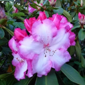 1-2Yrs Old Rhododendron Plants Live In Pot, Rhododendron Azale Bush Shrub Tree Plant, Light Pink