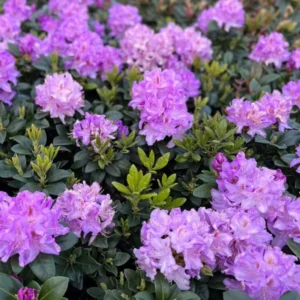 1-2Yrs Old Rhododendron Plants Live In Pot, Rhododendron Azale Bush Shrub Tree Plant, Reddish-Purple