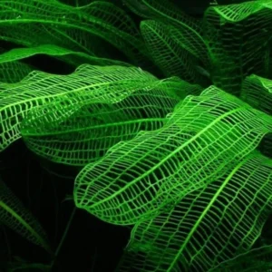 Aponogeton Aquarium Plants Live, 1 Bundle Aquatic Plants, No Root, 5 to 7 Stems, Live Aquarium Plants, Freshwater Aquarium for Planting