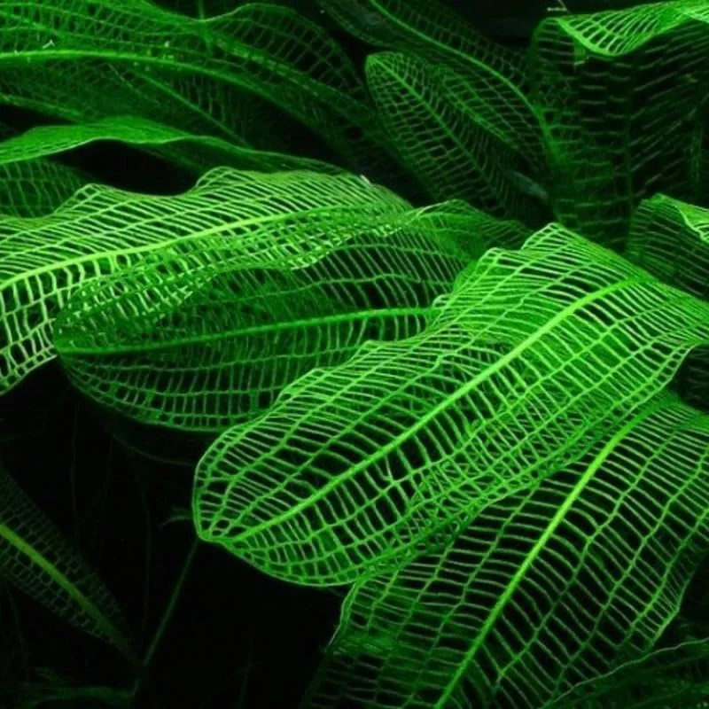 Aponogeton Aquarium Plants Live, 1 Bundle Aquatic Plants, No Root, 5 to 7 Stems, Live Aquarium Plants, Freshwater Aquarium for Planting