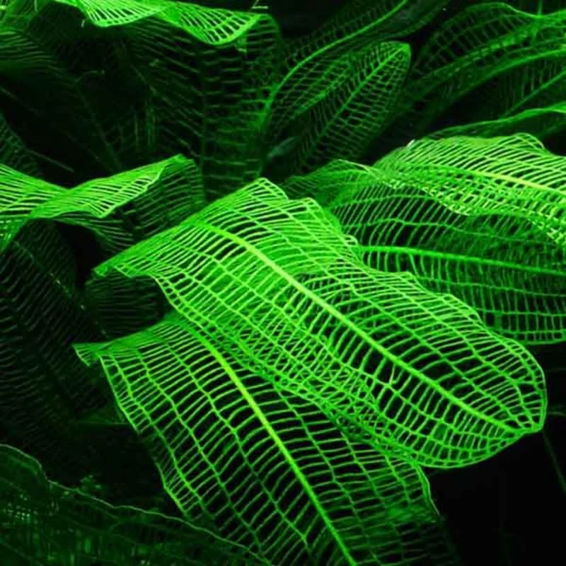 Aponogeton Aquarium Plants Live, 1 Bundle Aquatic Plants, No Root, 5 to 7 Stems, Live Aquarium Plants, Freshwater Aquarium for Planting