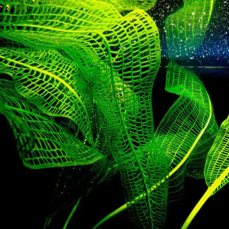 Aponogeton Aquarium Plants Live, 1 Bundle Aquatic Plants, No Root, 5 to 7 Stems, Live Aquarium Plants, Freshwater Aquarium for Planting