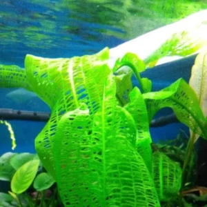 Aponogeton Aquarium Plants Live, 1 Bundle Aquatic Plants, No Root, 5 to 7 Stems, Live Aquarium Plants, Freshwater Aquarium for Planting