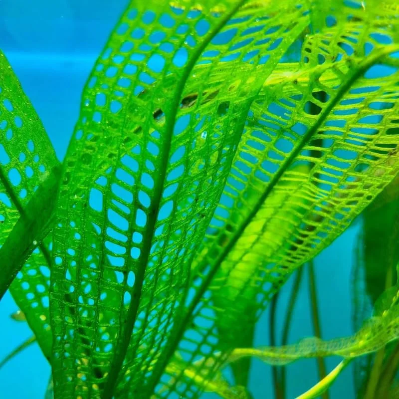 Aponogeton Aquarium Plants Live, 1 Bundle Aquatic Plants, No Root, 5 to 7 Stems, Live Aquarium Plants, Freshwater Aquarium for Planting