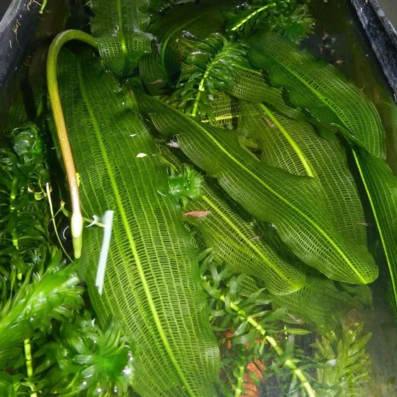 Aponogeton Aquarium Plants Live, Live Aquarium Tanks Aquatic Plants, No Root, 5 to 7 Stems, Live Aquarium Plants, Freshwater Aquarium for Planting Ponds