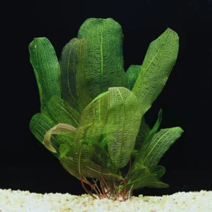Aponogeton Aquarium Plants Live, Live Aquarium Tanks Aquatic Plants, No Root, 5 to 7 Stems, Live Aquarium Plants, Freshwater Aquarium for Planting Ponds